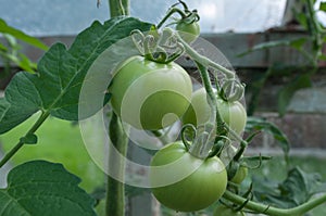 Unripe tomatoes
