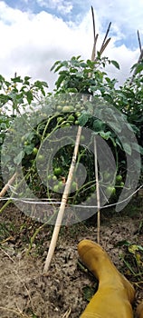 unripe tomatoes that are still green