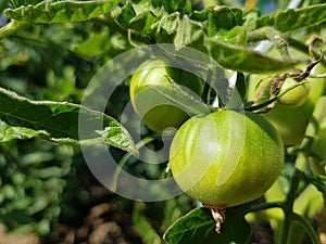 unripe tomatoes on a sunny day.