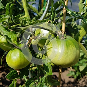 unripe tomatoes on a sunny day in the garden.