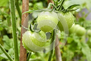 Unripe tomatoes on a tomato plant