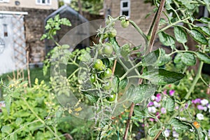 Unripe tomatos on the vine