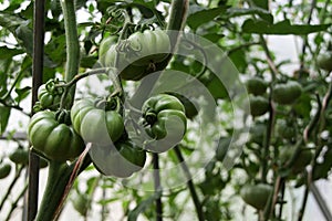 Unripe vegetables. Green tomatoes on branch in greenhouse, close-up, selective focus. Growing organic nightshade plants