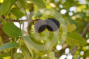 Unripe walnut disease Marsonia juglandis.  Walnut blight disease