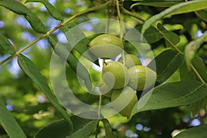 Unripe walnuts hang on a branch of Walnut tree. Green leaves and raw fruits in young green shell of Juglans regia