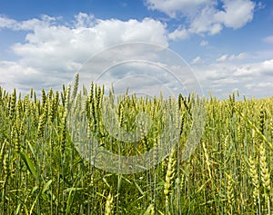 Unripe wheat on field against the sky