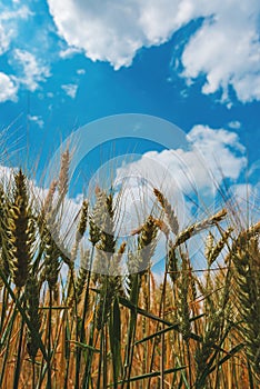 Unripe wheat field with beautiful white clouds in background