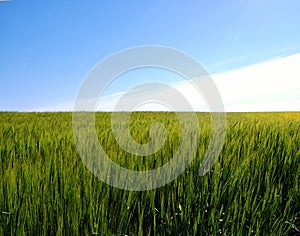 an unripe wheat field and a blue sky above it