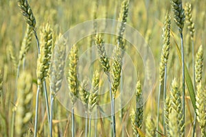 Unripe wheat field, crop field