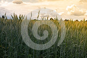 Unripe wheat field