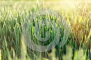 Unripe wheat green wheat field - green wheat field