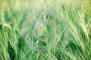 Unripe wheat (wheat field)