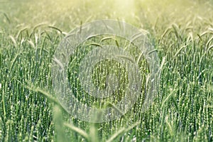 Unripe wheat wheat field - green wheat field, agricultural field