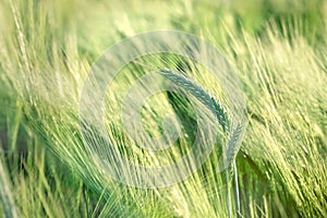 Unripe wheat (wheat field) - Unripe field of agricultural crops