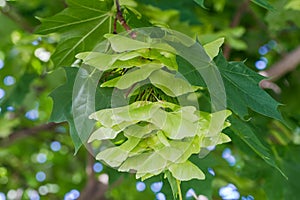 Unripe winged seeds of maple among the green leaves