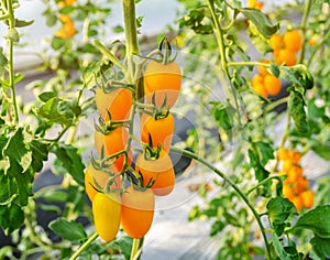 Unripe yellow tomato growing on the vine