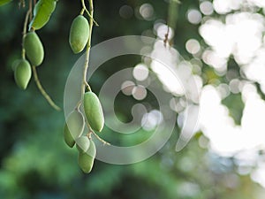 Unriped Mangos on mango tree.