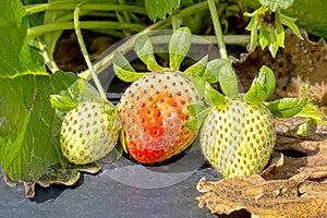Unriped Strawberries On A Crops Row