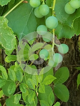 Unripen grape vine