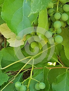 Unripen grape vine