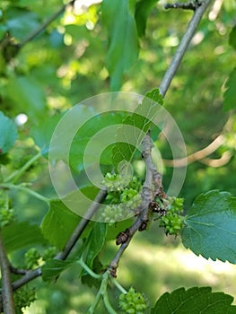 Unripened Mulberries on Branch