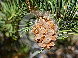 Unripe Pinyon Pine Cone