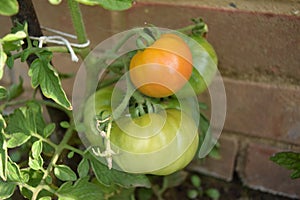 Unripened tomatoes growing