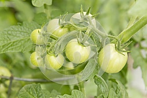 Unripened Tomatoes
