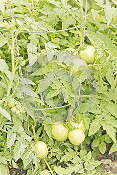 Unripened Tomatoes