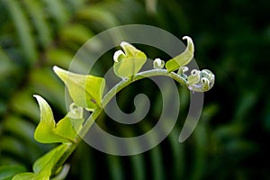 Unrolling fern in its habitat photo