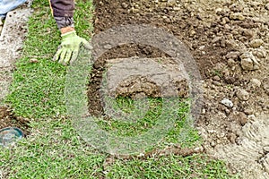 Unrolling grass, applying turf rolls for a new lawn