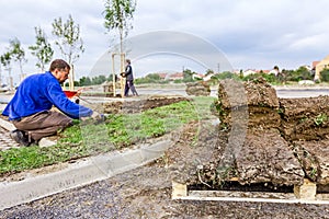 Unrolling grass, applying turf rolls for a new lawn