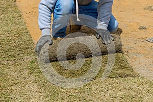 Unrolling laying rolls of turf natural rolled lawn with material for landscaping