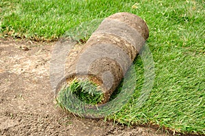 Unrolling Sod photo