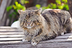 Unruffled cat sitting and stern looking.