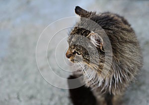 Unruffled wild cat