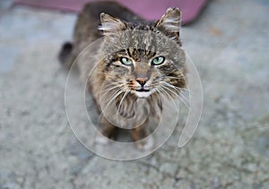 Unruffled wild cat