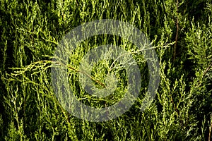 Unruly cypress branches in a hedge