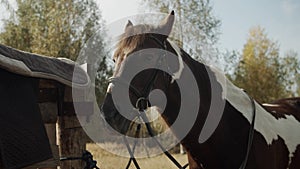 The unsaddled horse is standing near the fence, where the saddle is removed, and waving his head from side to side