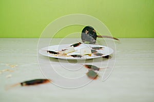 Unsanitary conditions. A mess in the kitchen. Cockroaches and a rat in a white plate with oatmeal. Rodent and insect disinfection