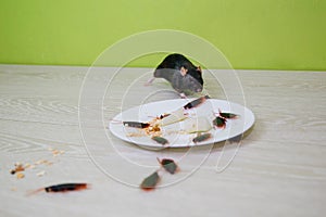 Unsanitary conditions. A mess in the kitchen. Cockroaches and a rat in a white plate with oatmeal. Rodent and insect disinfection