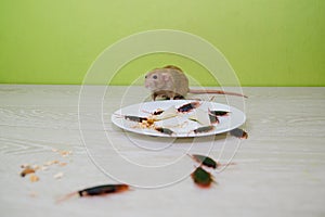 Unsanitary conditions. A mess in the kitchen. Cockroaches and a rat in a white plate with oatmeal. Rodent and insect disinfection