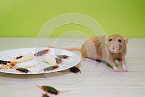 Unsanitary conditions. A mess in the kitchen. Cockroaches and a rat in a white plate with oatmeal. Rodent and insect disinfection