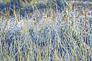 Unsaturated color and tone of grass covered with hoarfrost as background