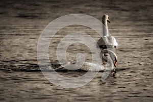 Unsaturated swans gracefully glide on calm, twilight waters