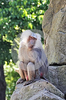 Unscrupulous monkey