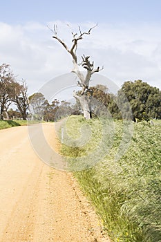 Unsealed Dirt Road, Dead Tree, Fleurieu Peninsula, SA