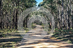 Unsealed road through the Lerderderg State Park, Victoria, Australia