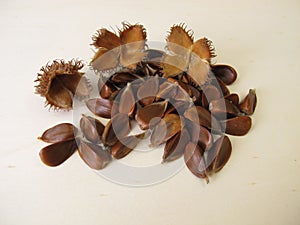 Unshelled beechnuts from the European Beech