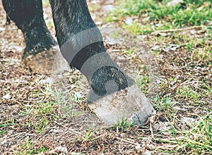 The unshod hooves of the dark brown horse, detail of the legs